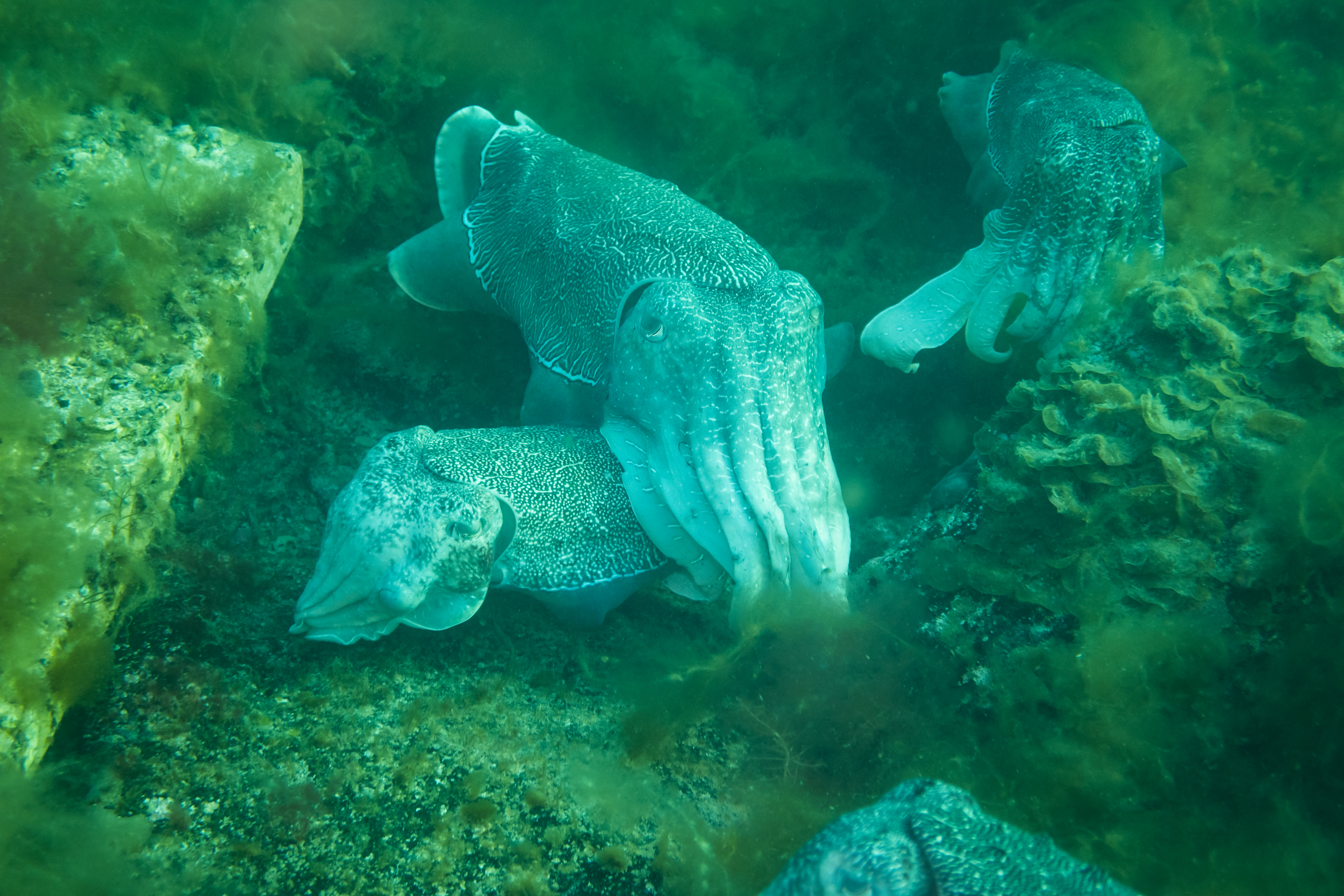 Australian Giant Cuttlefish