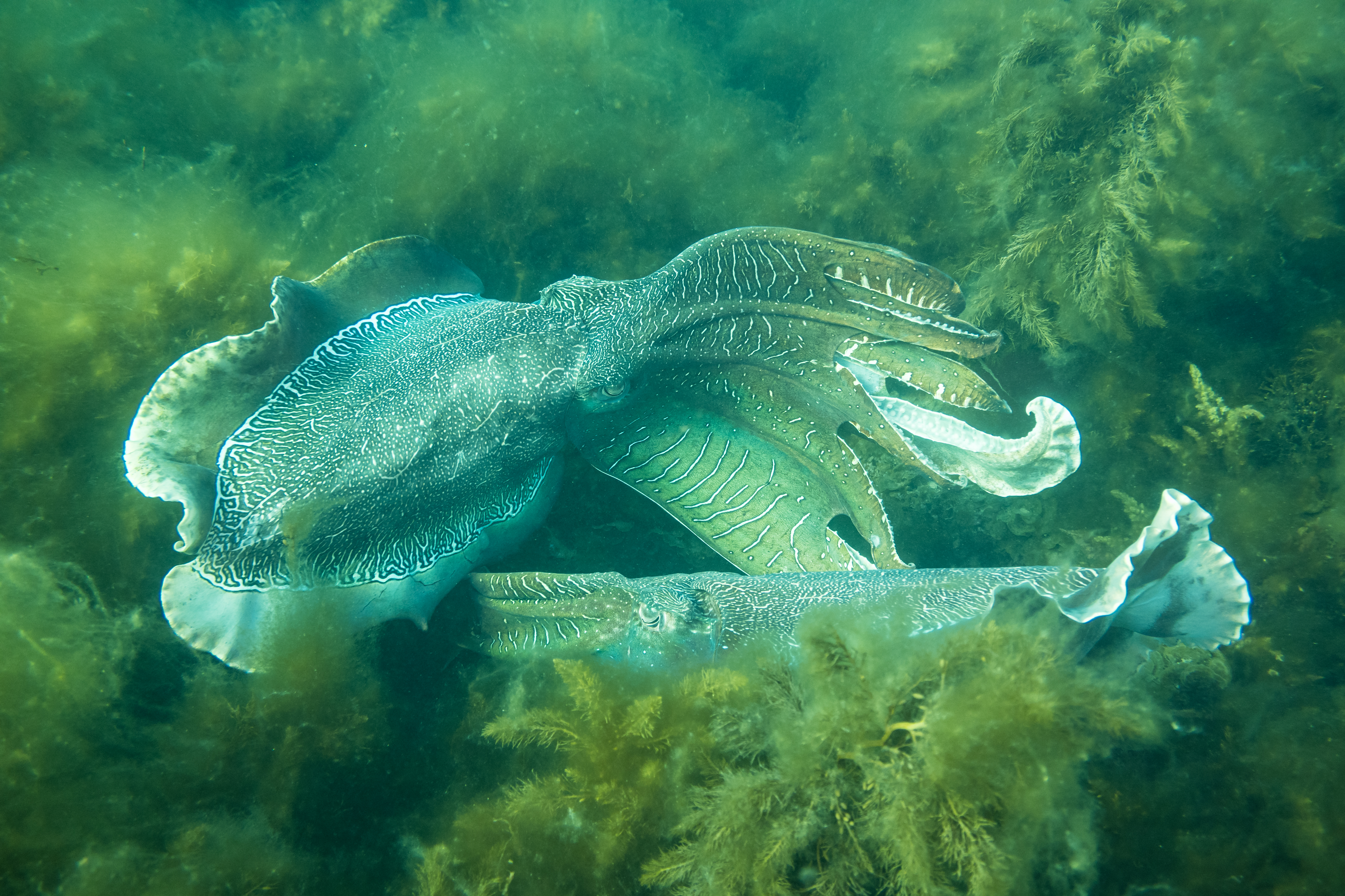 Australian Giant Cuttlefish