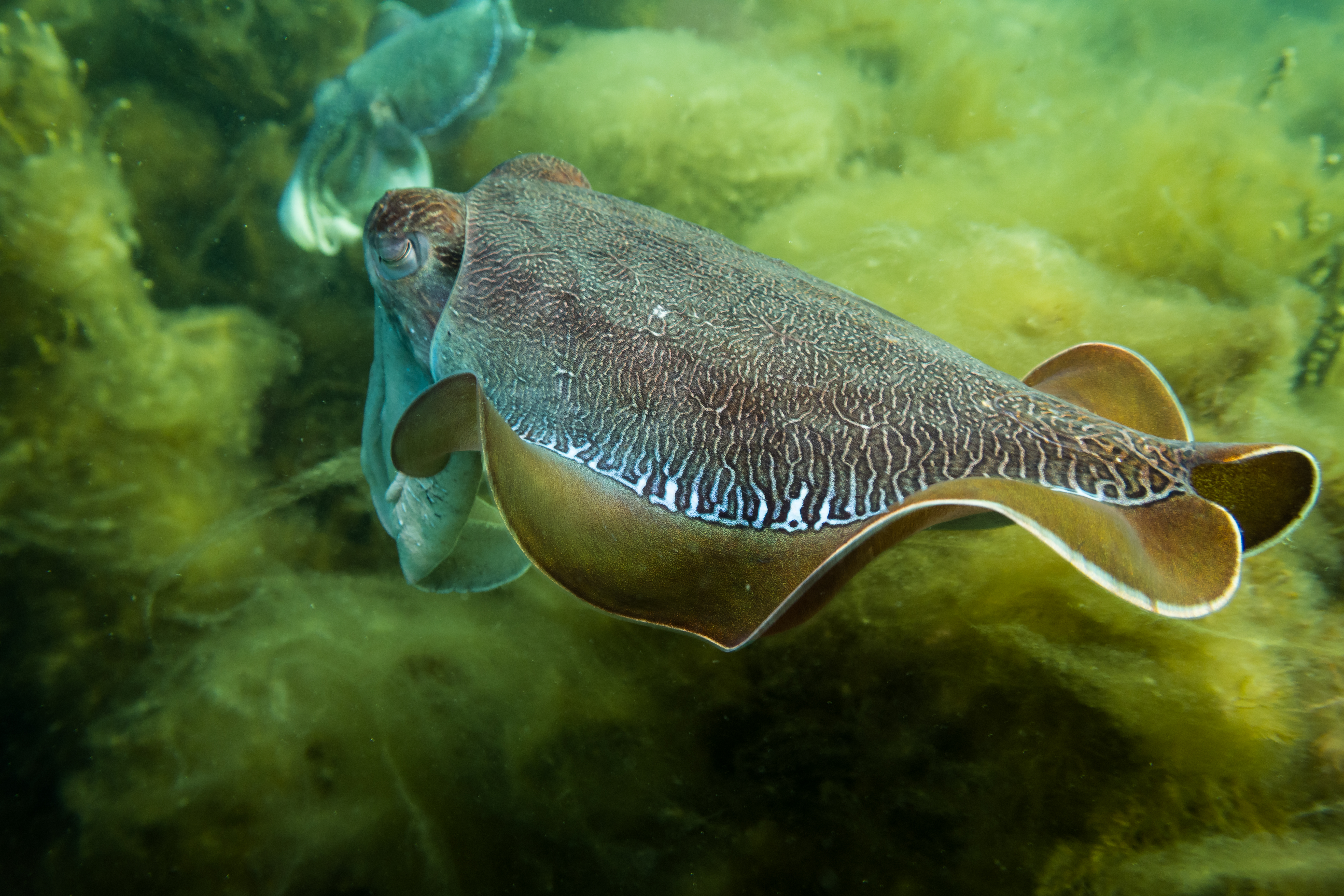 Australian Giant Cuttlefish
