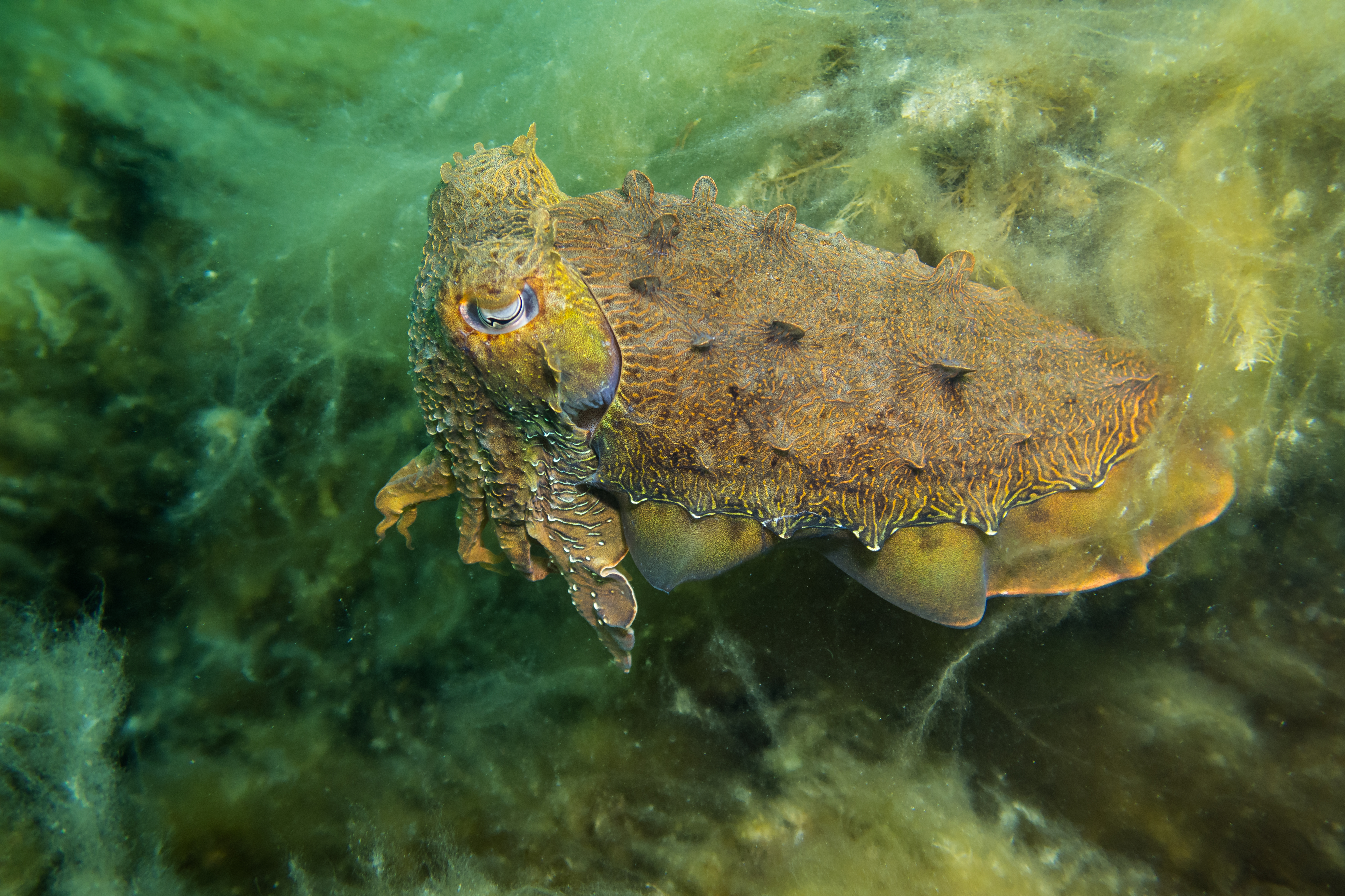 Australian Giant Cuttlefish