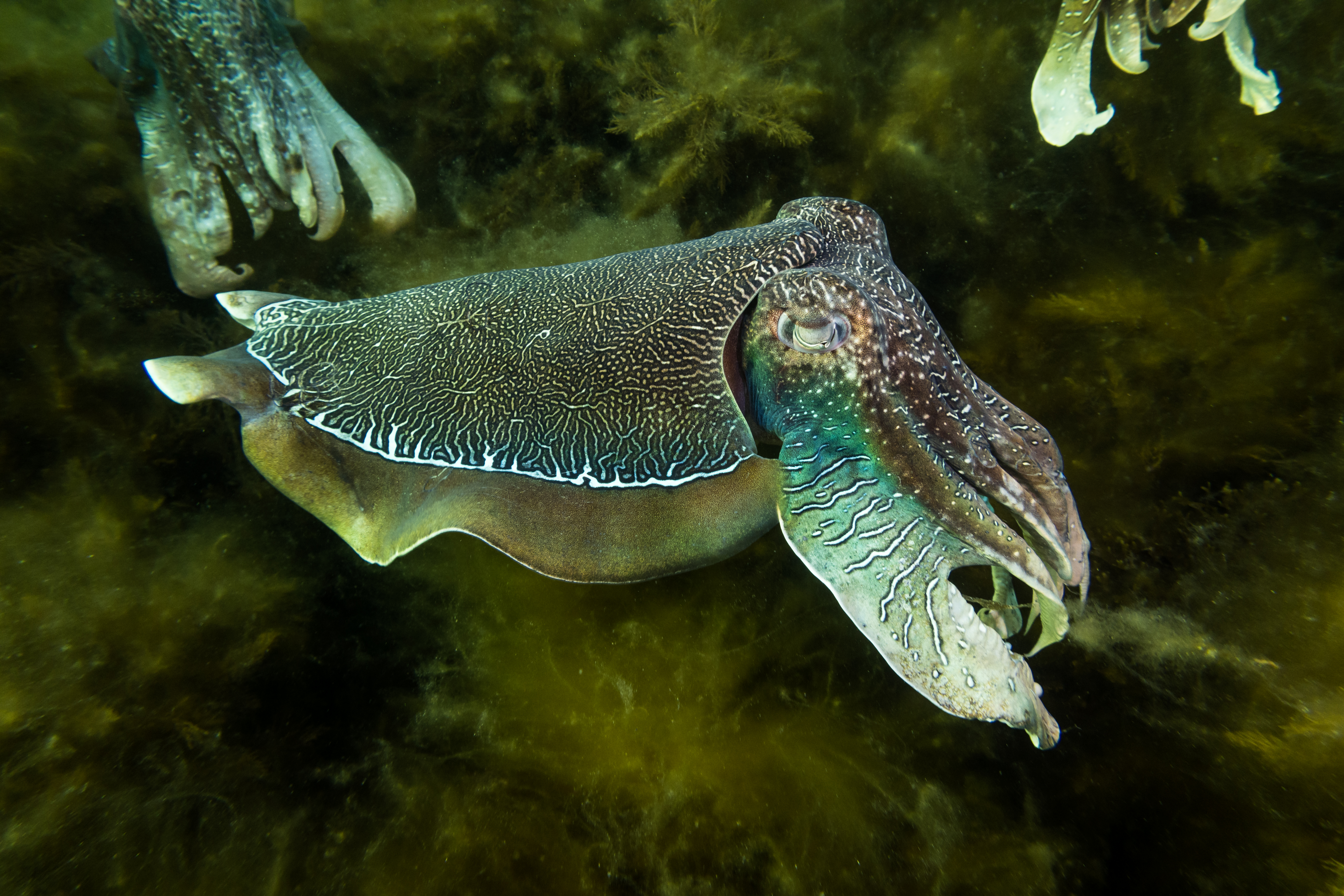 Australian Giant Cuttlefish