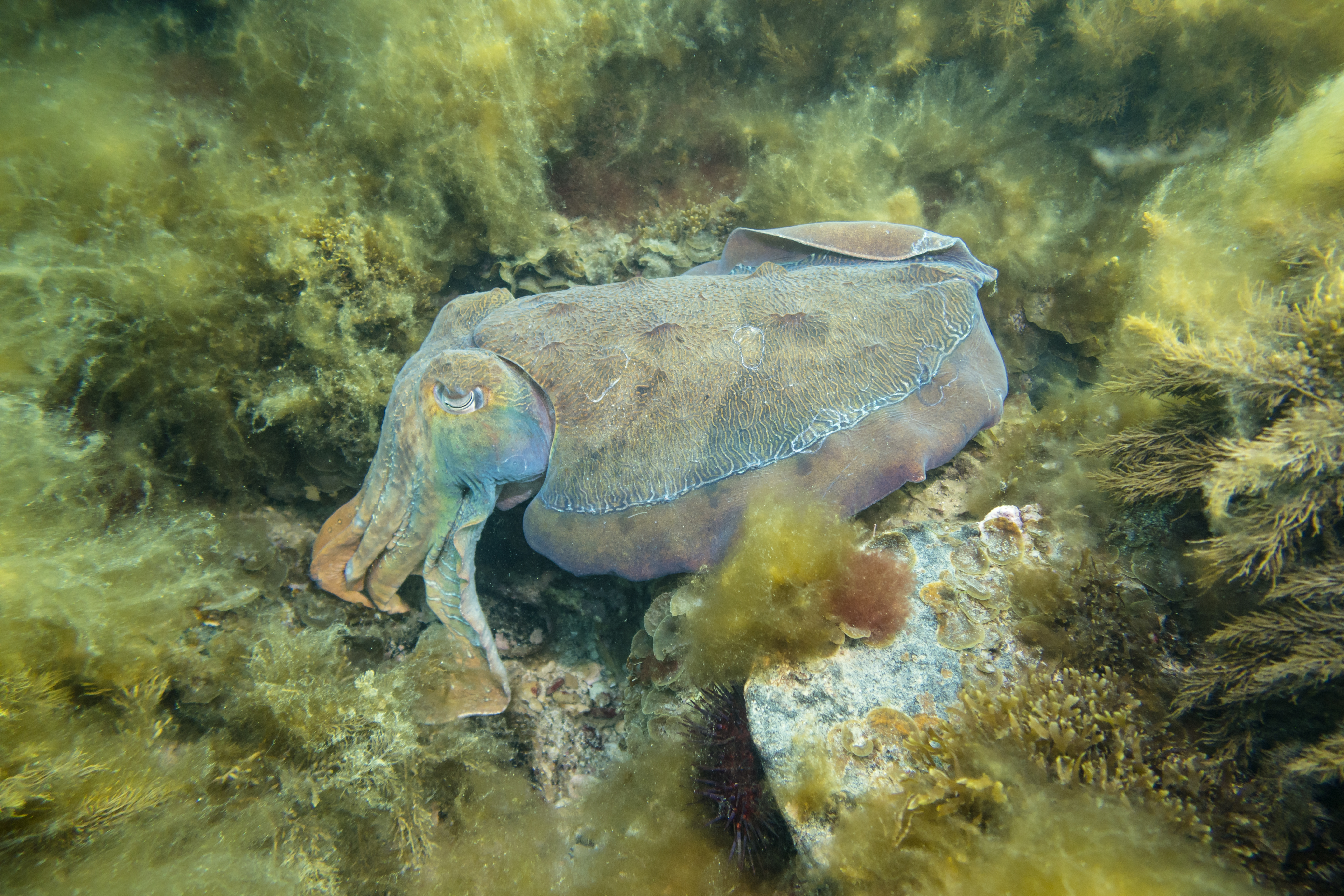 Australian Giant Cuttlefish