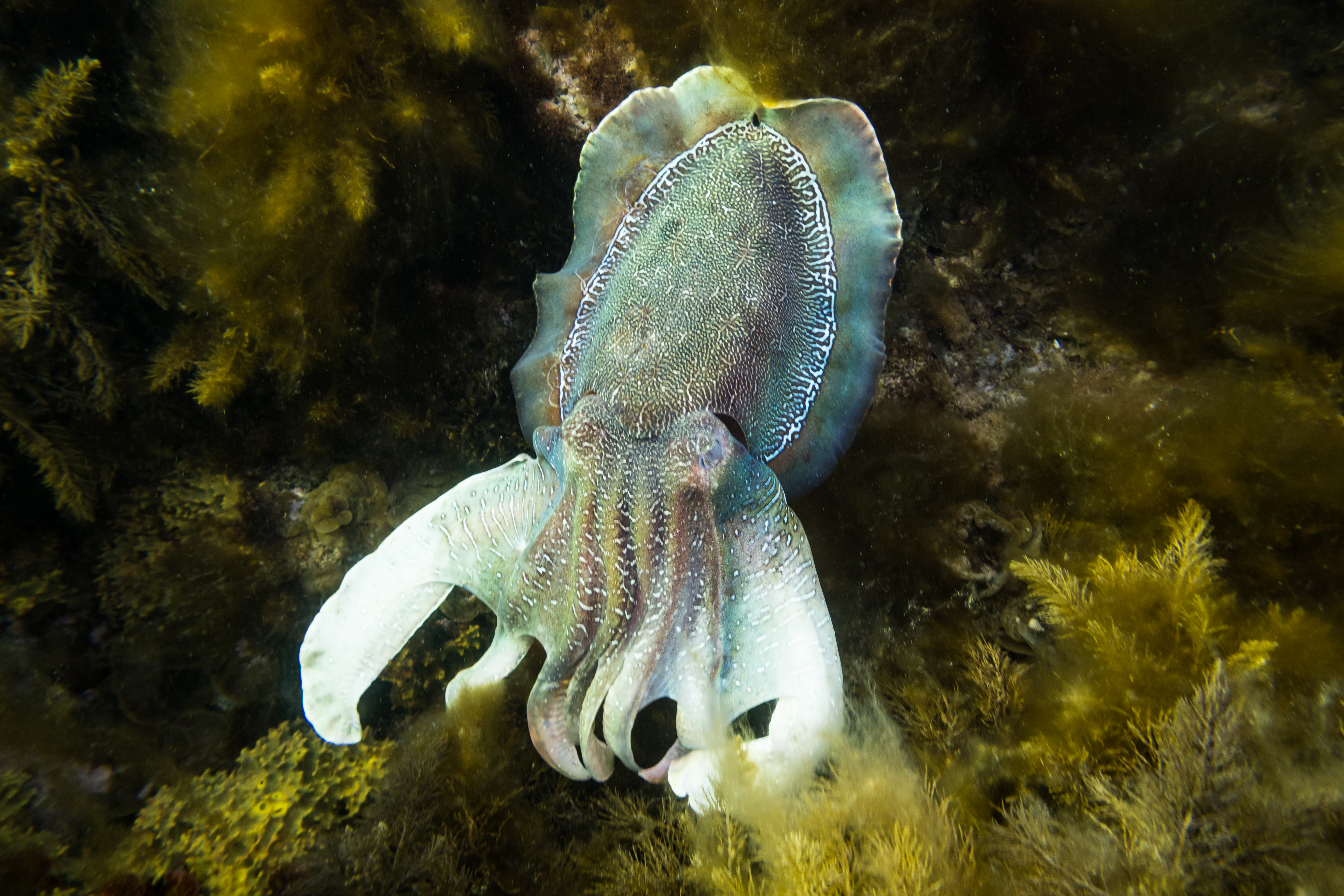 Australian Giant Cuttlefish