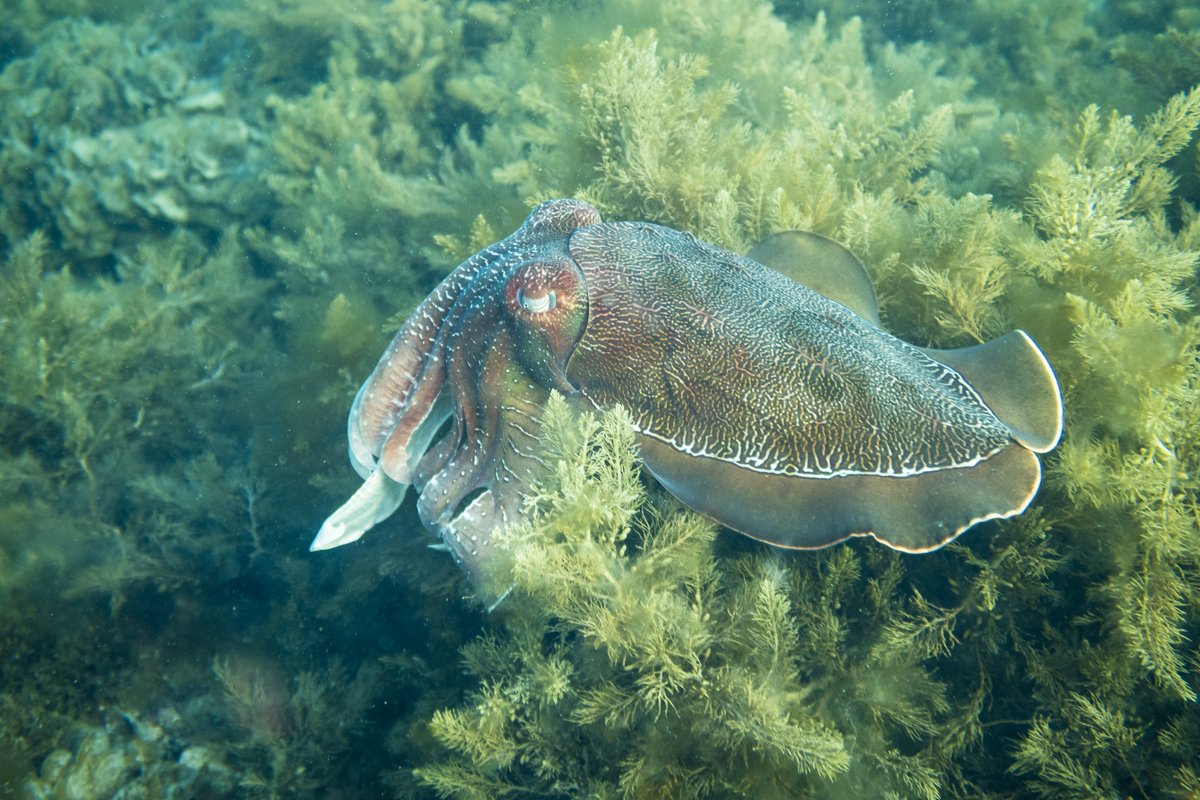 Australian Giant Cuttlefish