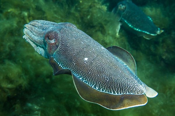 Australian Giant Cuttlefish - Whyalla - Undated - Dive 1 - Stony Point