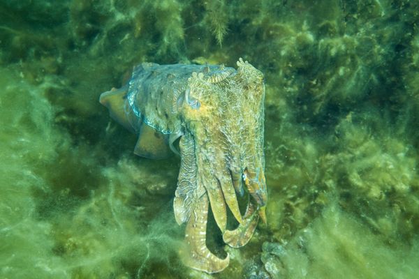 Australian Giant Cuttlefish - Whyalla - Undated - Dive 1 - Stony Point