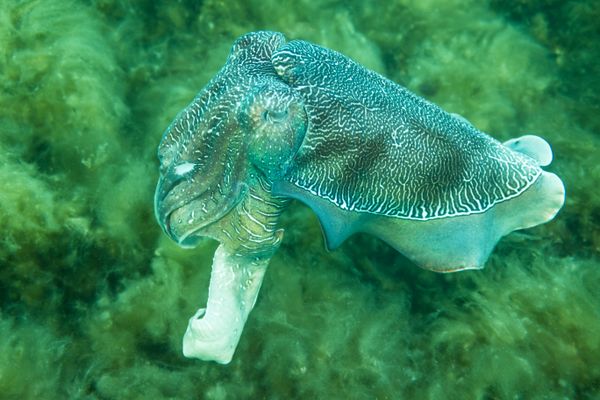 Australian Giant Cuttlefish - Whyalla - Undated - Dive 1 - Stony Point