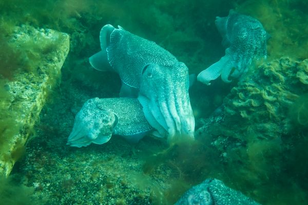 Australian Giant Cuttlefish - Whyalla - Undated - Dive 1 - Stony Point