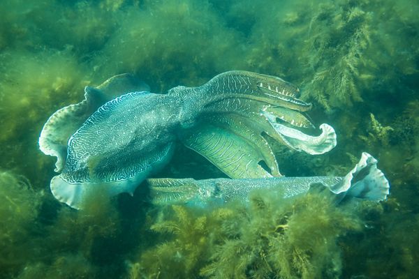 Australian Giant Cuttlefish - Whyalla - Undated - Dive 1 - Stony Point