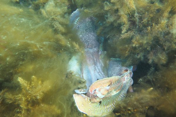 Australian Giant Cuttlefish - Whyalla - Undated - Dive 2 - Whyalla
