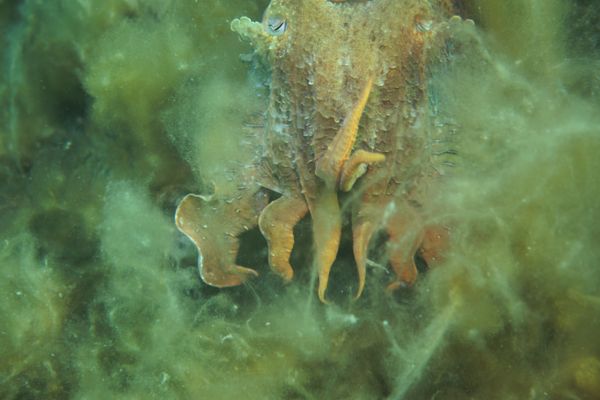 Australian Giant Cuttlefish - Whyalla - Undated - Dive 2 - Whyalla