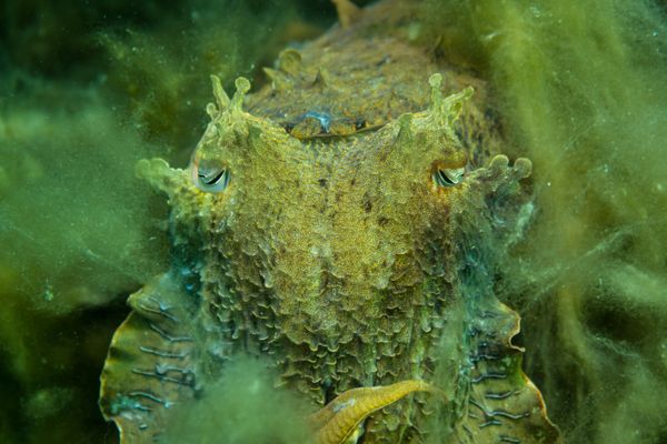 Australian Giant Cuttlefish - Whyalla - Undated - Dive 2 - Whyalla