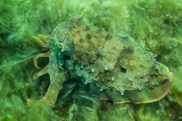 Australian Giant Cuttlefish - Whyalla - Undated - Dive 2 - Whyalla