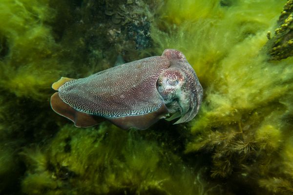 Australian Giant Cuttlefish - Whyalla - Undated - Dive 2 - Whyalla
