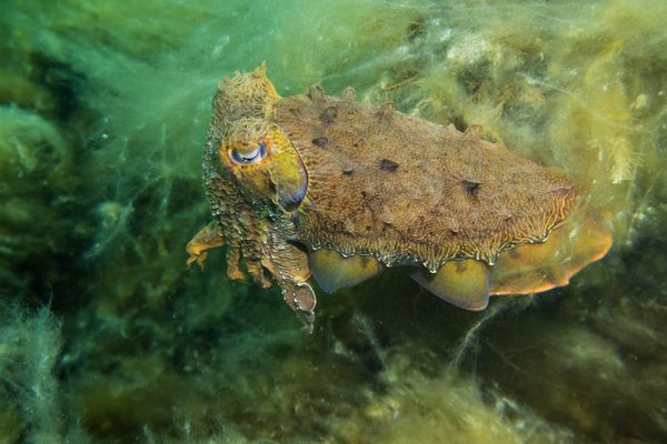 Australian Giant Cuttlefish - Whyalla - Undated - Dive 2 - Whyalla