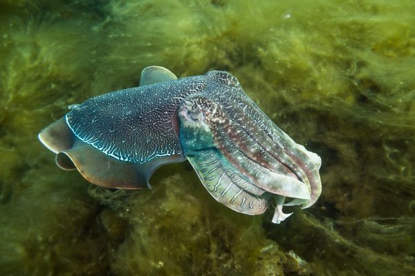 Australian Giant Cuttlefish - Whyalla - Undated - Dive 2 - Whyalla