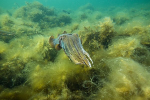 Australian Giant Cuttlefish - Photo 23