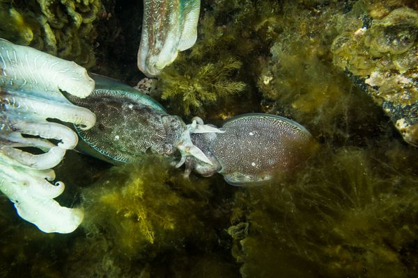 Australian Giant Cuttlefish - Photo 25