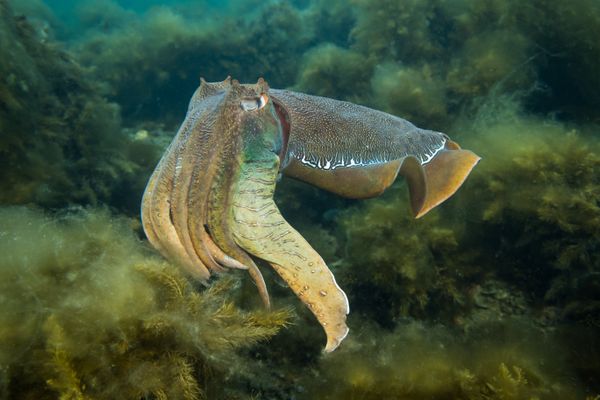 Australian Giant Cuttlefish - Photo 27