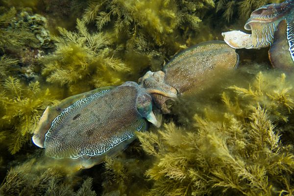 Australian Giant Cuttlefish - Photo 29