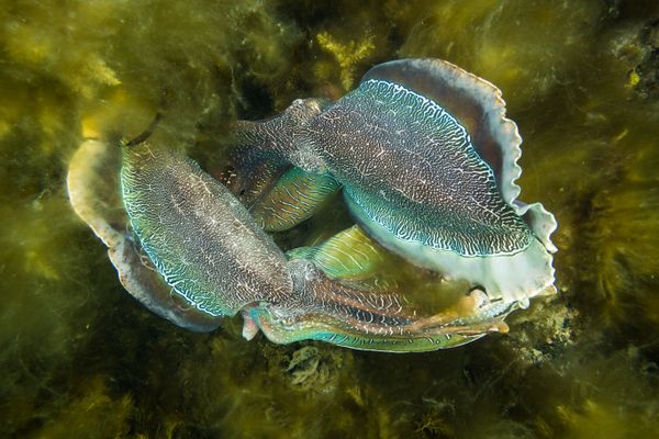 Australian Giant Cuttlefish - Photo 30