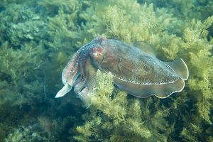 Australian Giant Cuttlefish