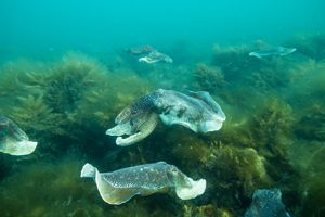 Australian Giant Cuttlefish