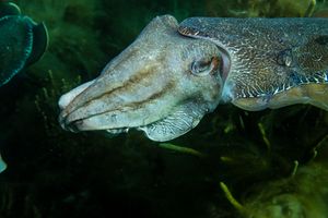 Australian Giant Cuttlefish