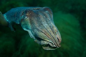 Australian Giant Cuttlefish