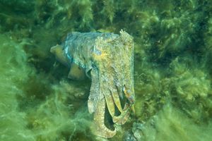 Australian Giant Cuttlefish