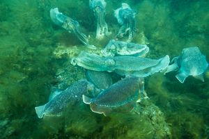 Australian Giant Cuttlefish