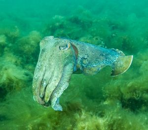 Australian Giant Cuttlefish