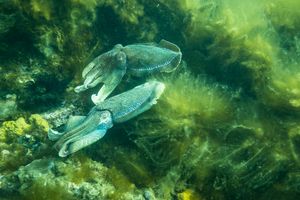 Australian Giant Cuttlefish