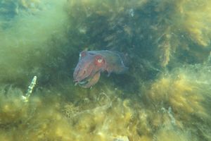 Australian Giant Cuttlefish