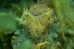 Australian Giant Cuttlefish