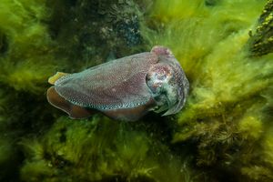 Australian Giant Cuttlefish