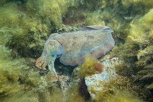 Australian Giant Cuttlefish