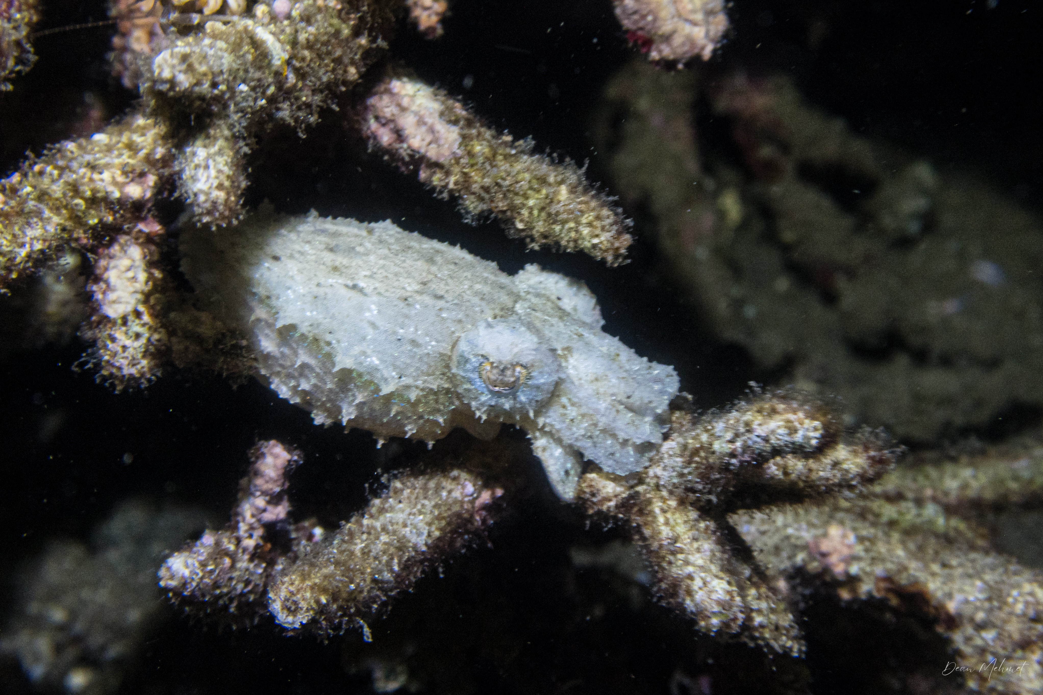 Stumpy-spined Cuttlefish
