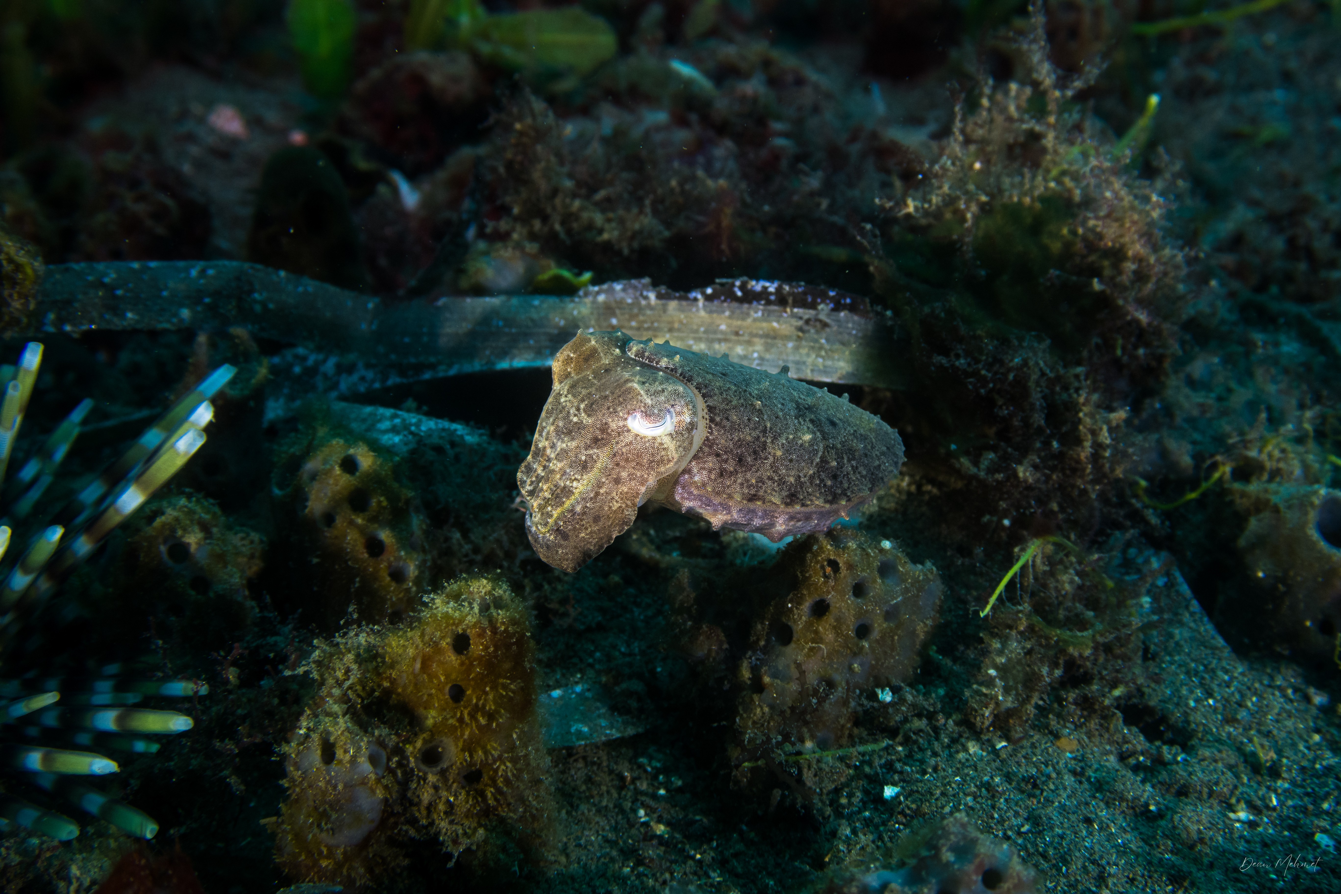 Broadclub Cuttlefish