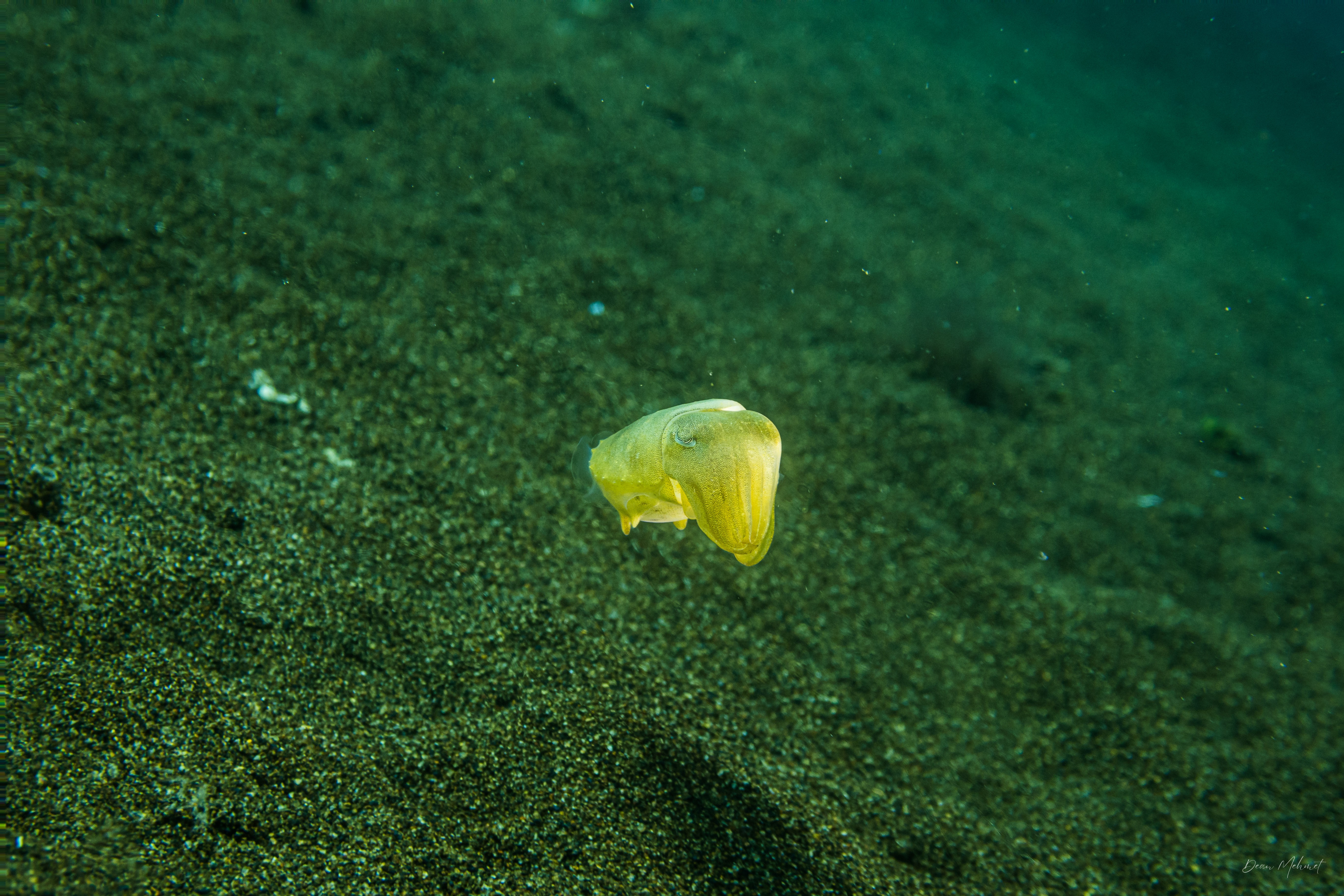 Broadclub Cuttlefish