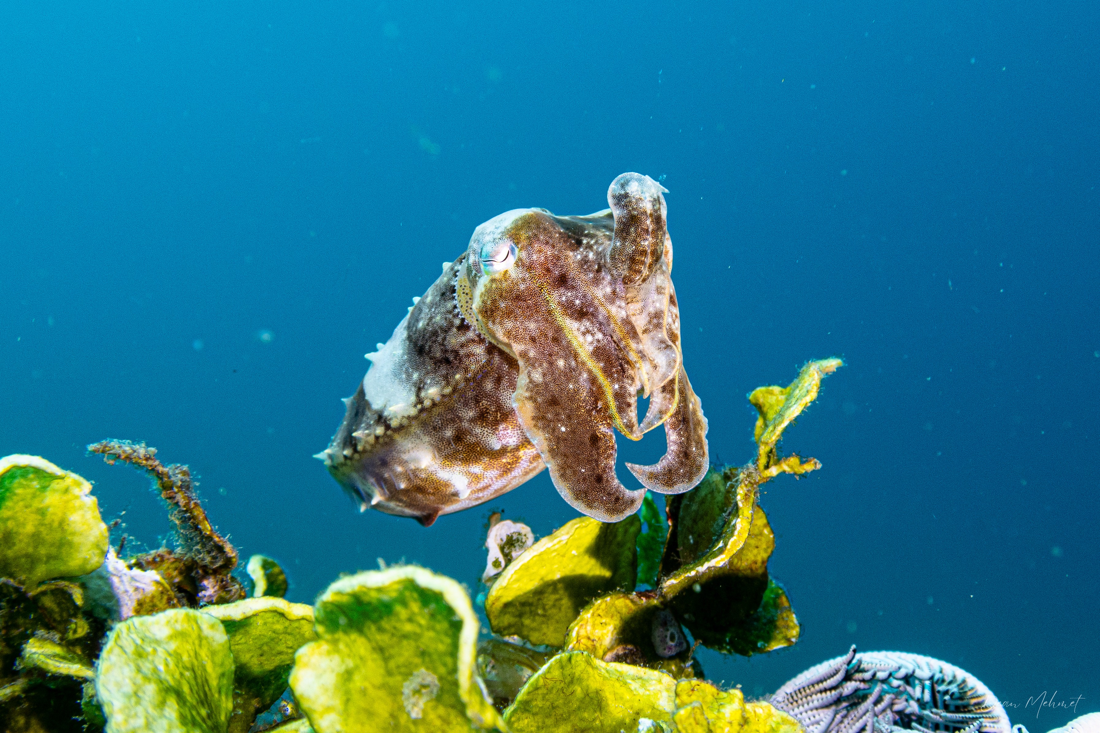 Broadclub Cuttlefish