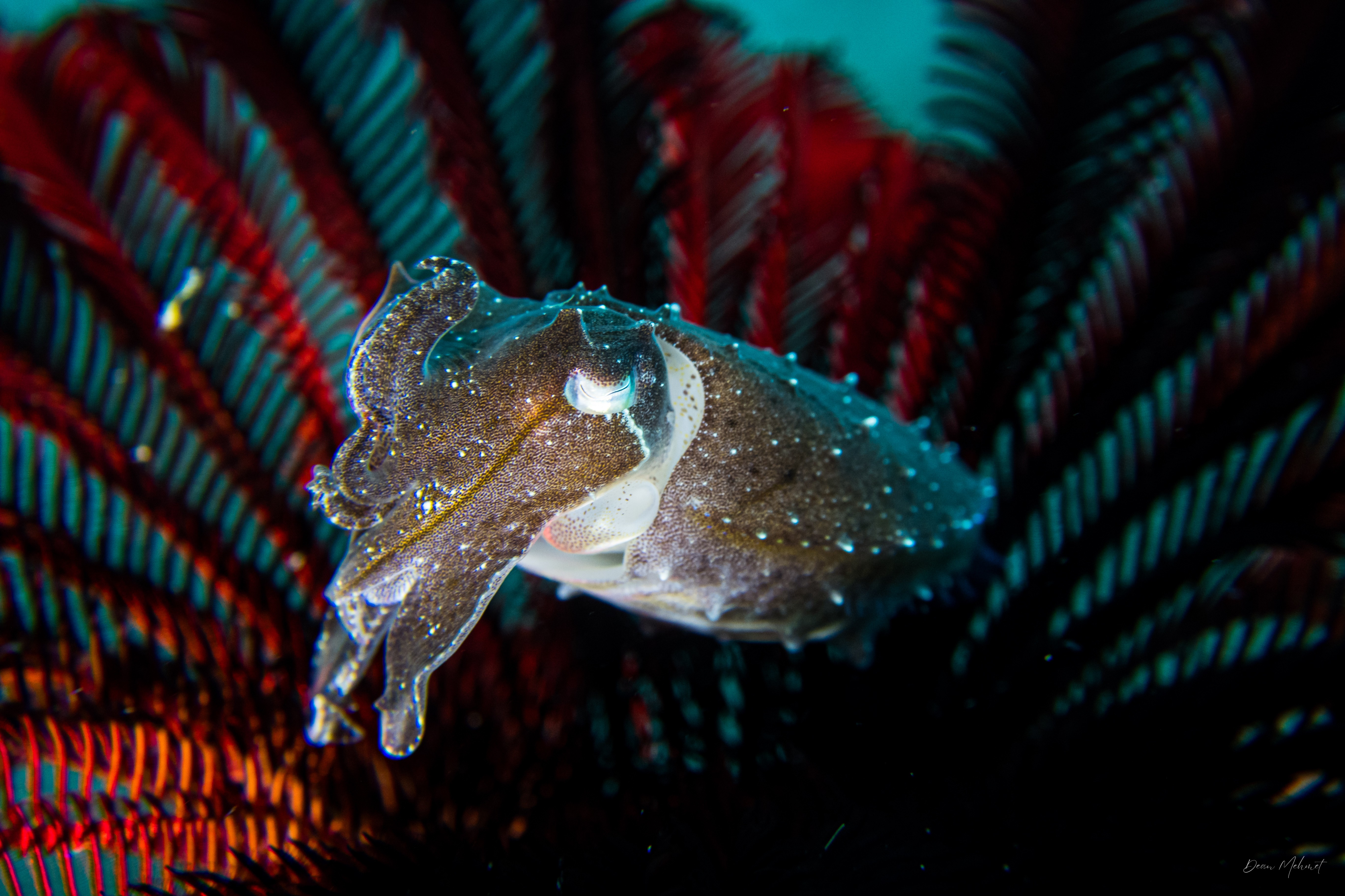 Broadclub Cuttlefish