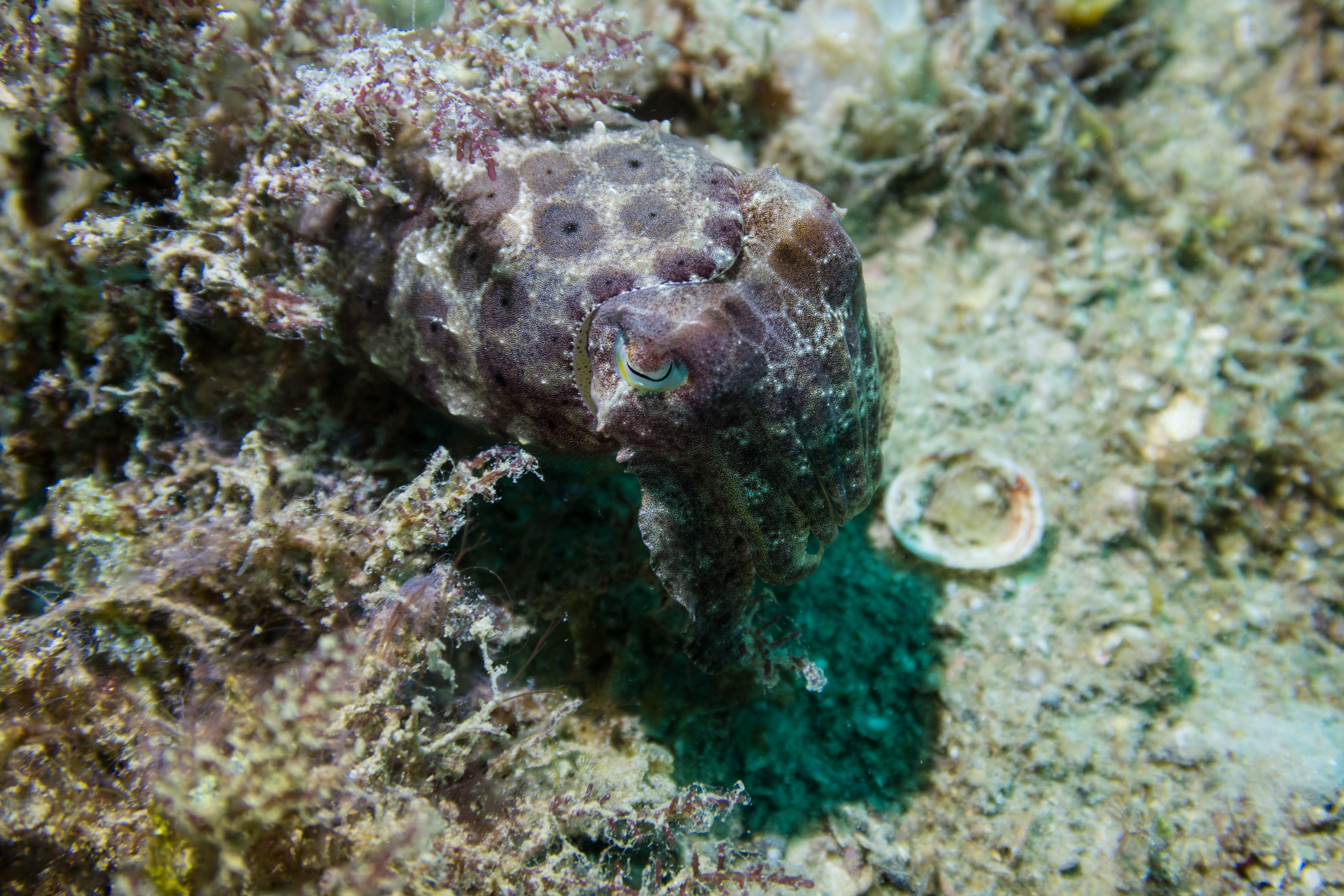 Broadclub Cuttlefish