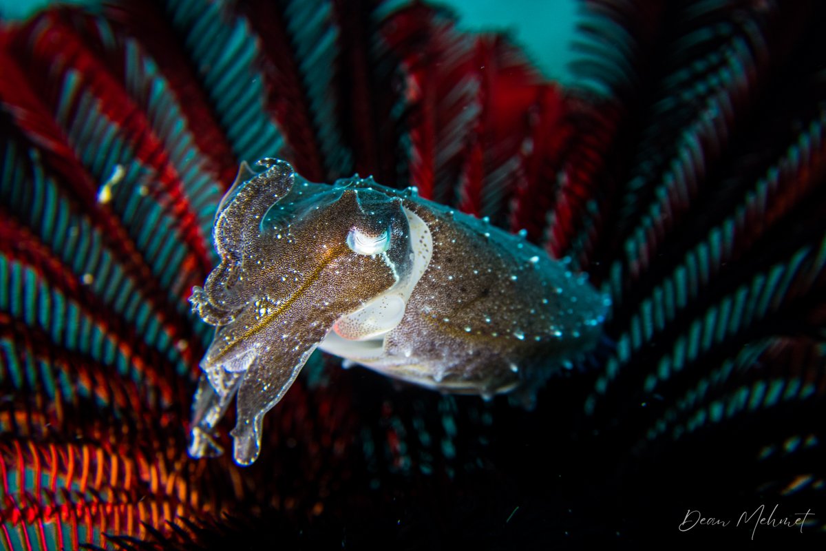 Broadclub Cuttlefish - Dauin / May 30, 2026