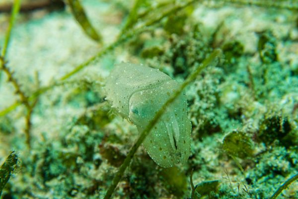 Broadclub Cuttlefish