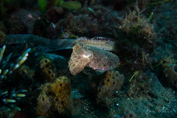 Broadclub Cuttlefish - Photo 7