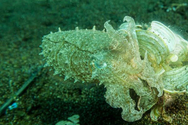 Broadclub Cuttlefish - Photo 9