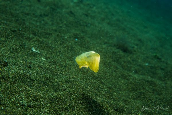Broadclub Cuttlefish - Photo 10
