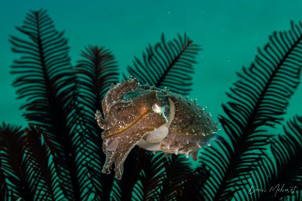 Broadclub Cuttlefish - Photo 13