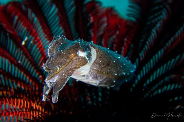 Broadclub Cuttlefish - Dauin / May 30, 2026